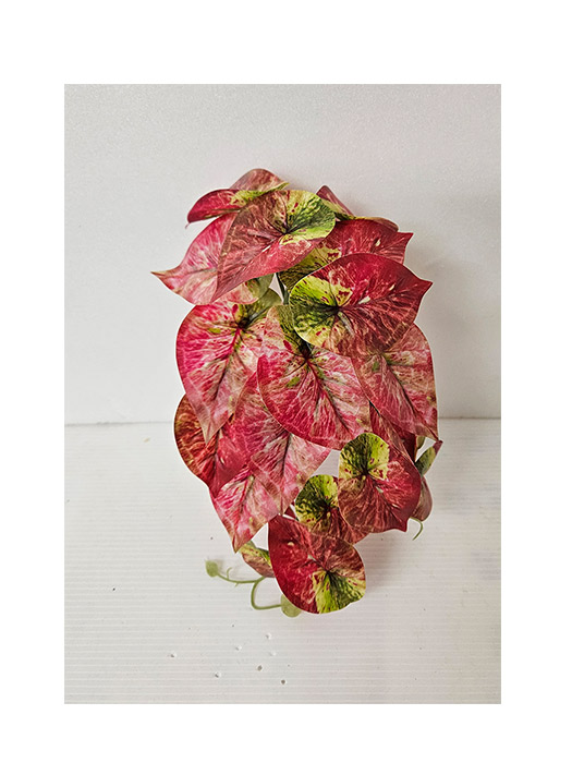 紅綠彩芋葉－上品行花藝生活館